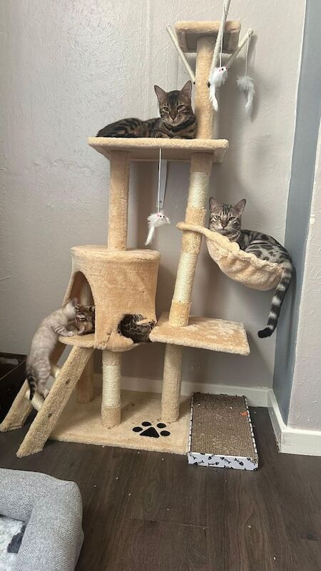 Bengal Kittens ready for reservation! for sale in Peterborough, Cambridgeshire | Image 2