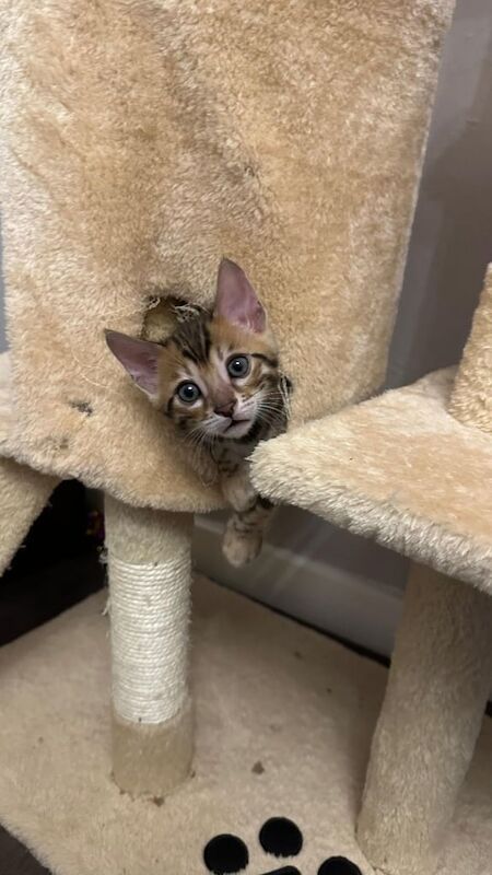 Bengal Kittens ready for reservation! for sale in Peterborough, Cambridgeshire | Image 3