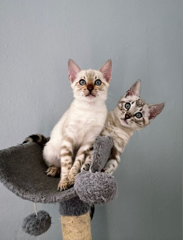 Bengal kittens for sale in Perth, Perth and Kinross – 11 weeks old