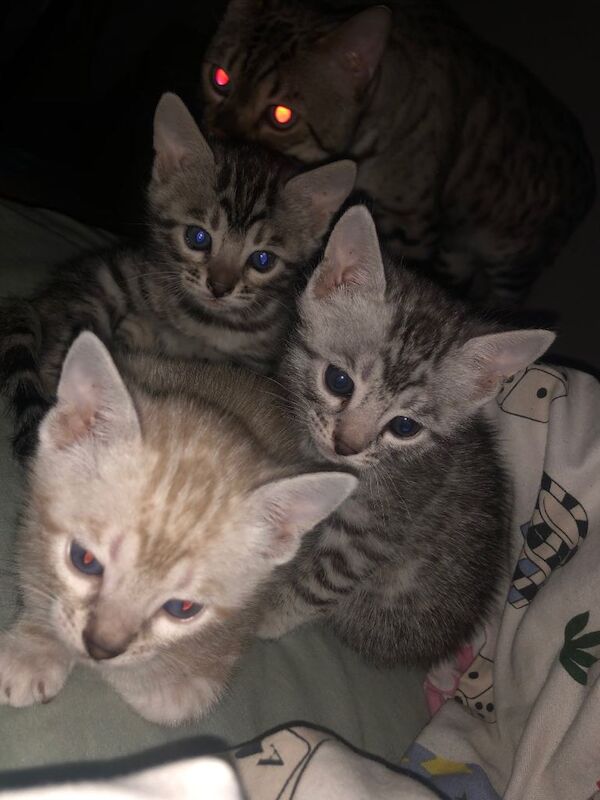 Bengal kittens sliver snow leopard lynx