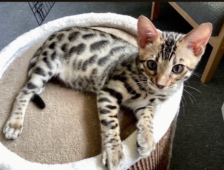 Bengal kittens for sale in Blandford Forum, Dorset – 3 months old
