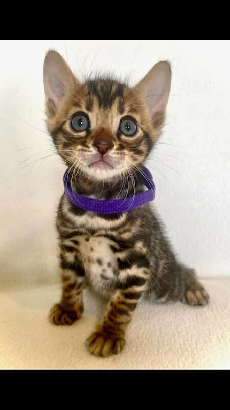 Bengal kittens for sale in Blandford Forum, Dorset – 3 months old - Image 3 of 3