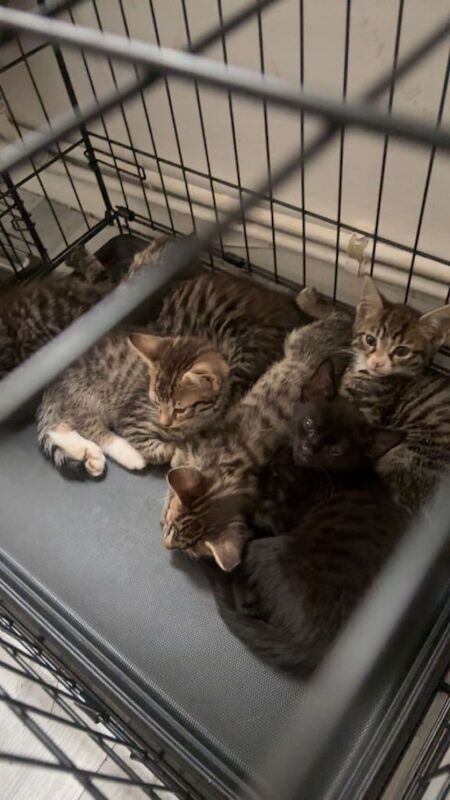 Bengal kittens for sale in Streatham, Greater London – 9 weeks old
