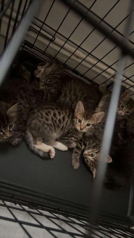 Bengal kittens for sale in Streatham, Greater London – 9 weeks old - Image 2 of 3