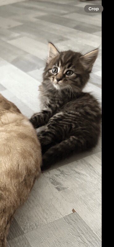 Bengal kittens for sale in Streatham, Greater London – 9 weeks old - Image 3 of 3