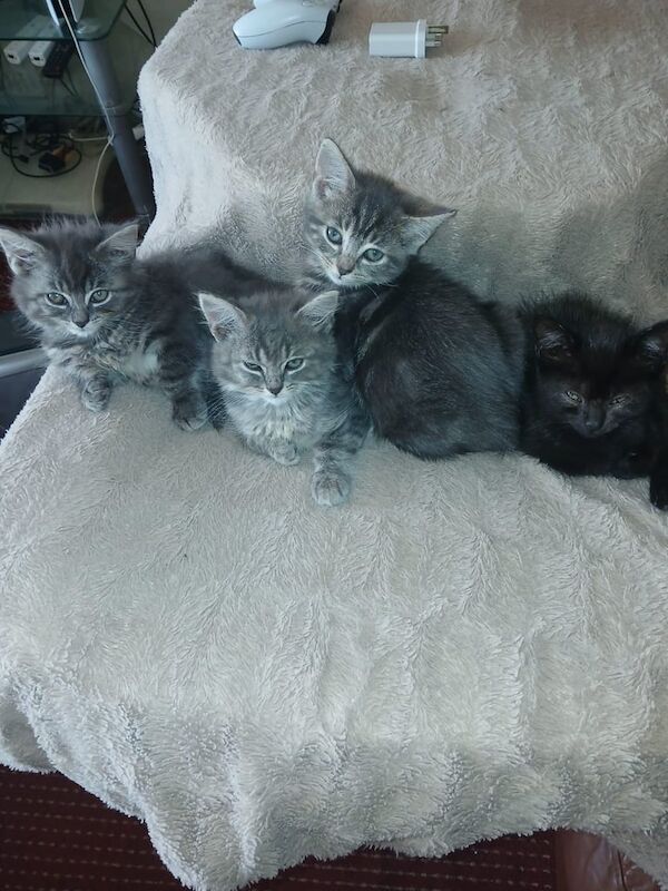 Bengal mainecoon for sale in Brentford, Greater London