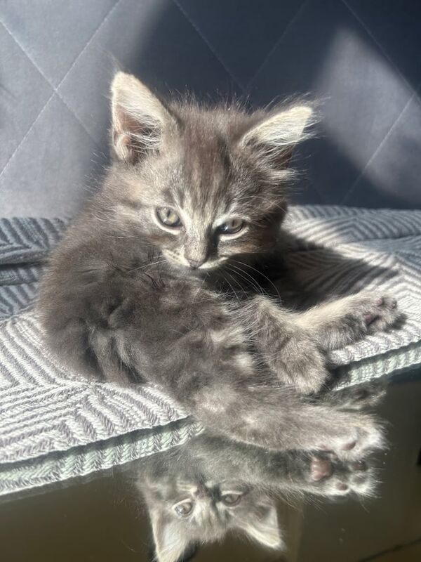 Bengal mainecoon for sale in Brentford, Greater London | Image 3