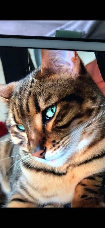 Bengal kittens for sale in Shaftesbury, Dorset – 9 years old