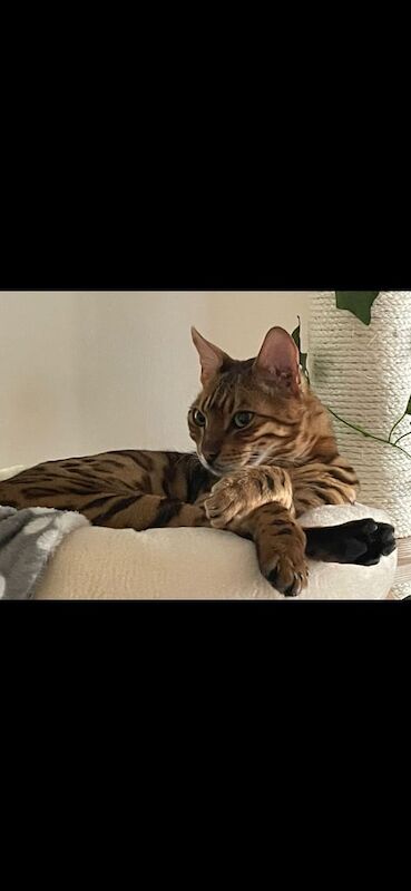 Bengal kittens for sale in Shaftesbury, Dorset – 9 years old - Image 2 of 3