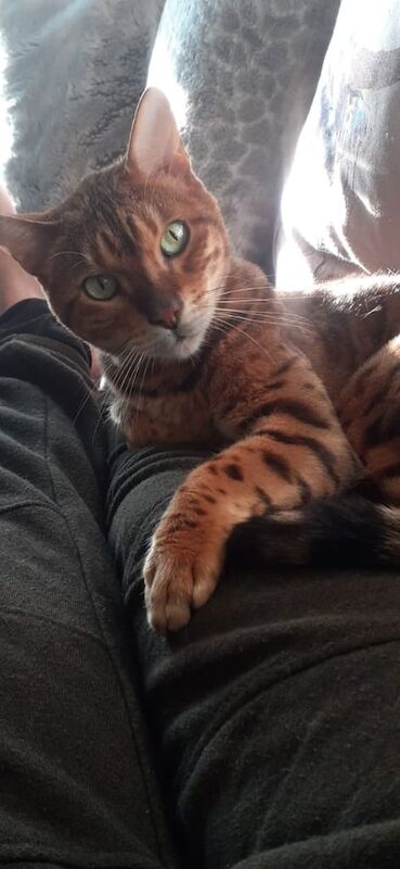 Bengal kittens for sale in Shaftesbury, Dorset – 9 years old - Image 3 of 3