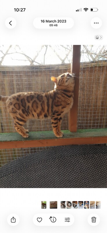 bengal male - Image 2 of 4