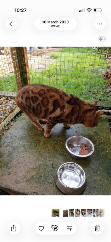 bengal male - Image 3 of 4