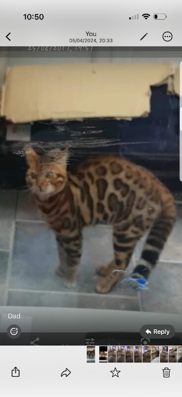 bengal male - Image 4 of 4