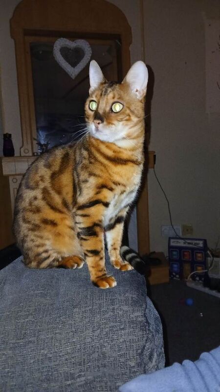 Bengal Male Cat