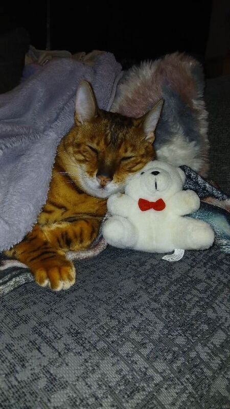 Bengal Male Cat - Image 2 of 4