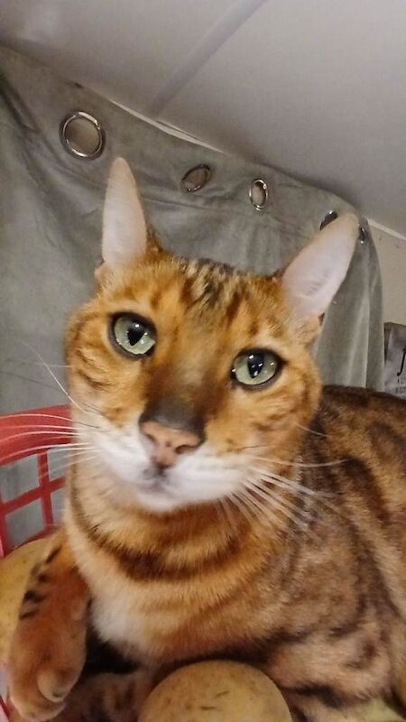 Bengal Male Cat - Image 3 of 4