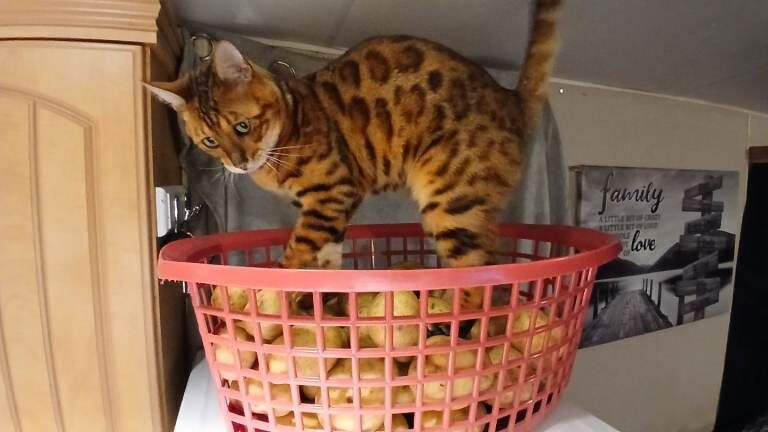 Bengal Male Cat - Image 4 of 4