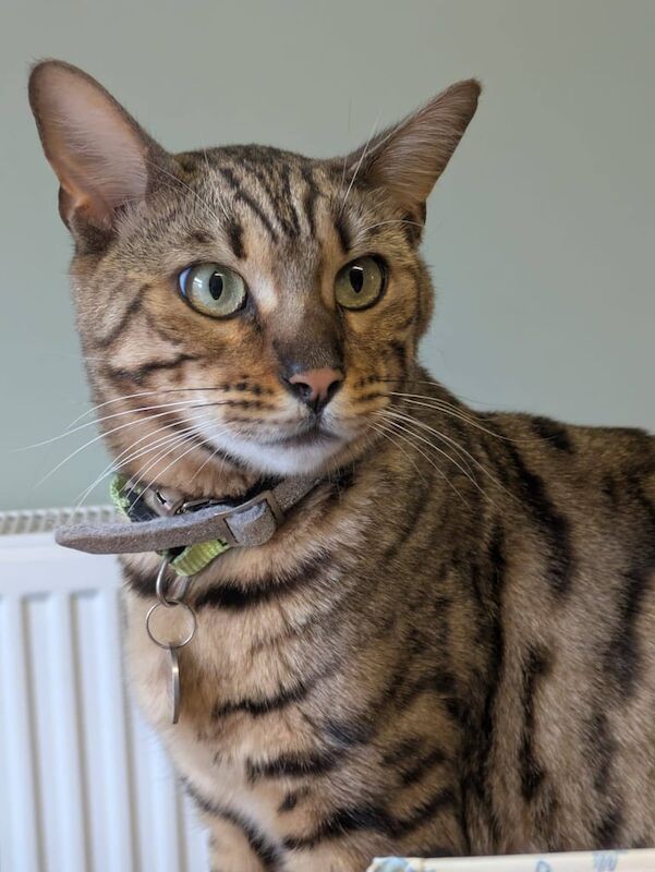 Bengal kittens for sale in Bournemouth, Dorset – 1 year old