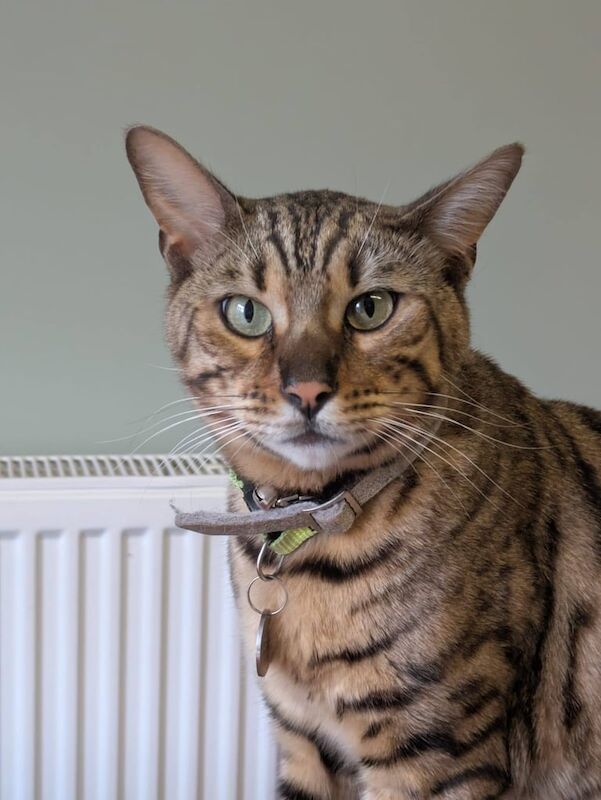 Bengal kittens for sale in Bournemouth, Dorset – 1 year old - Image 3 of 3