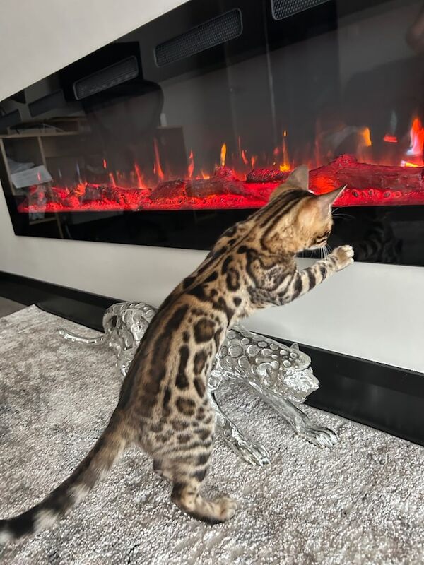 Bengal male / female for sale in Downpatrick, County Down