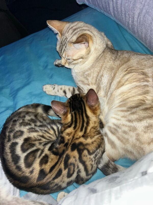 Bengal male / female for sale in Downpatrick, County Down | Image 2