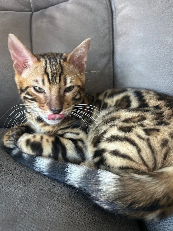 Bengal male / female for sale in Downpatrick, County Down | Image 3