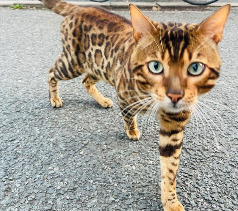 Bengal Male Stud