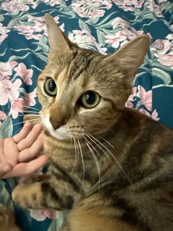 Bengal kittens for sale in Borehamwood, Hertfordshire – 1 year old