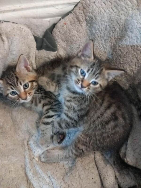 Bengal mix
