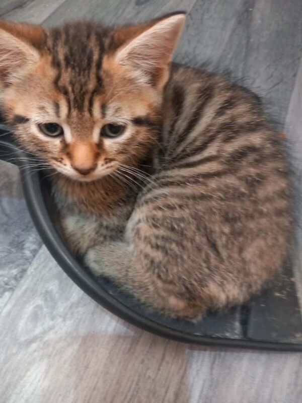 Bengal mix - Image 2 of 4