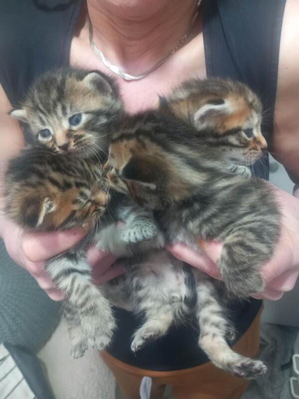 Bengal mix - Image 3 of 4