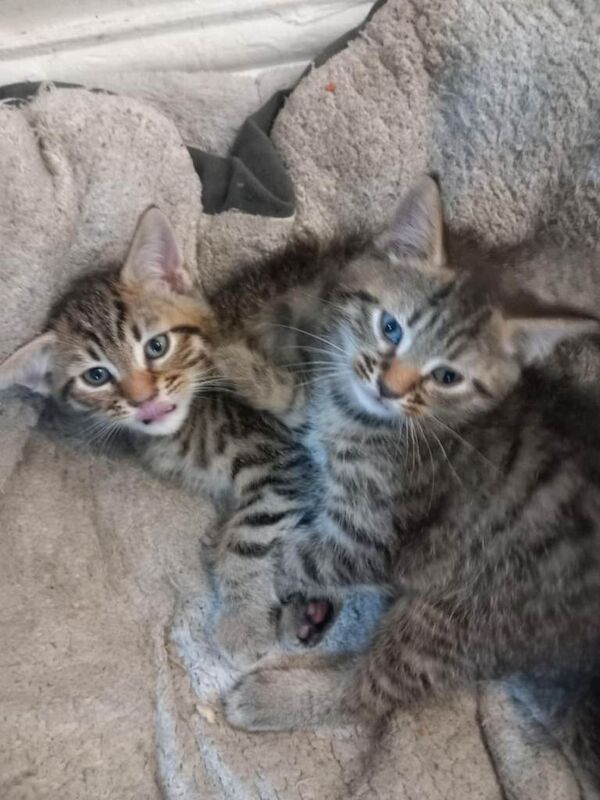 Bengal mix - Image 4 of 4