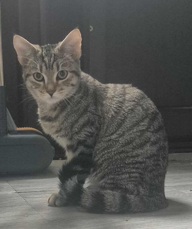 Bengal kittens for sale in Plymouth, Devon – 4 months old