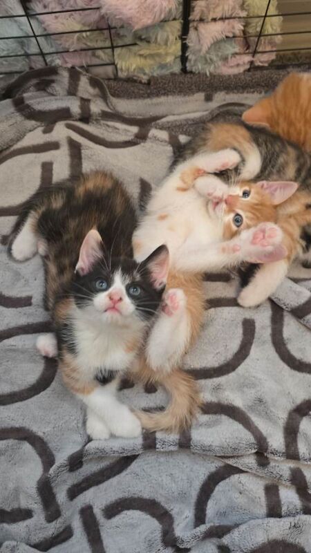 Bengal mix kitten (last one)