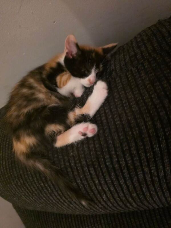 Bengal mix kitten (last one) - Image 2 of 5