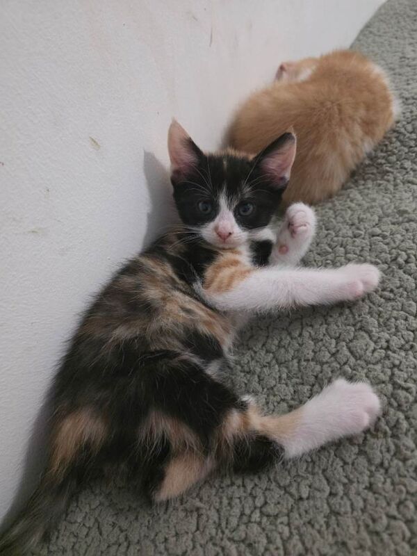 Bengal mix kitten (last one) - Image 3 of 5