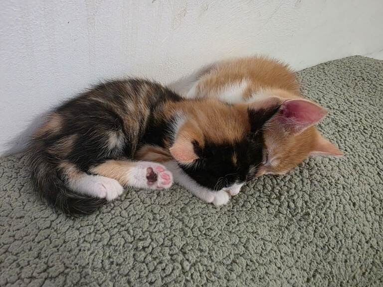 Bengal mix kitten (last one) - Image 4 of 5