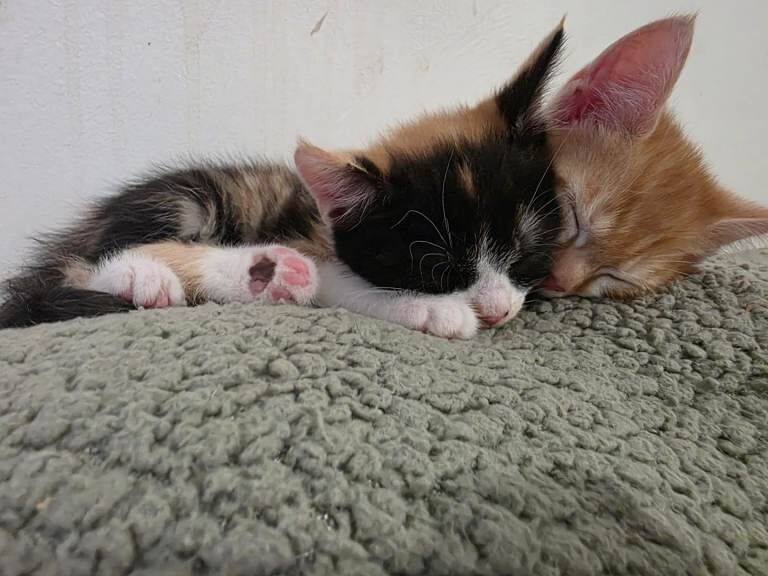 Bengal mix kitten (last one) - Image 5 of 5