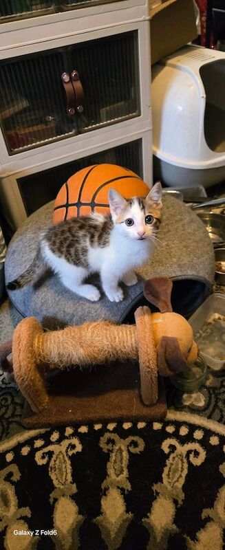 Bengal mix kitten male for sale in Gorton, Greater Manchester