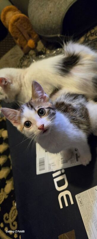 Bengal mix kitten male for sale in Gorton, Greater Manchester - Image 2