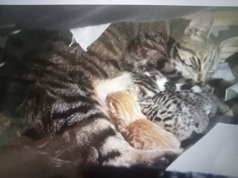 Bengal mix kittens for sale in Wakefield, West Yorkshire