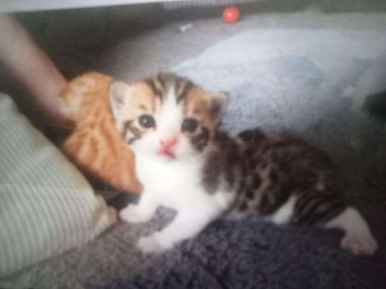 Bengal mix kittens for sale in Wakefield, West Yorkshire | Image 2