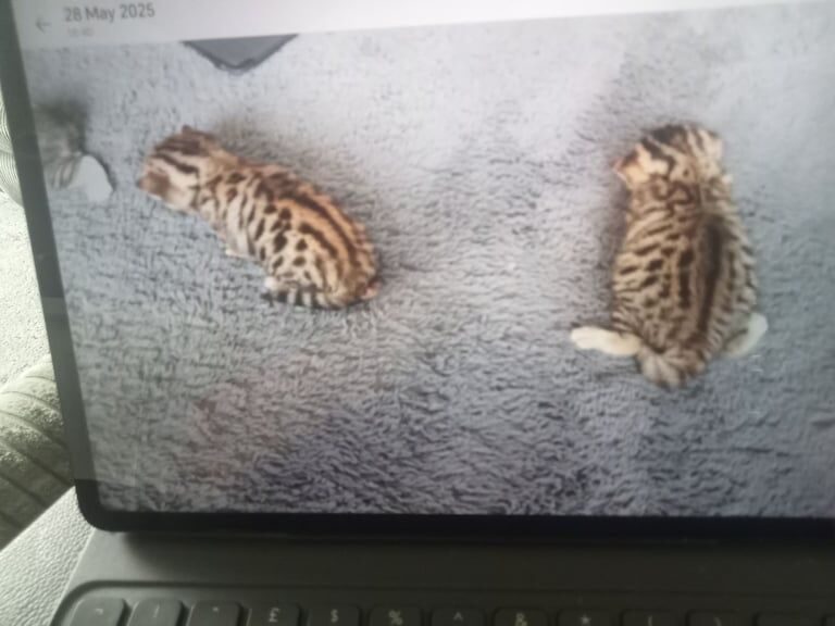 Bengal mix kittens for sale in Wakefield, West Yorkshire | Image 3