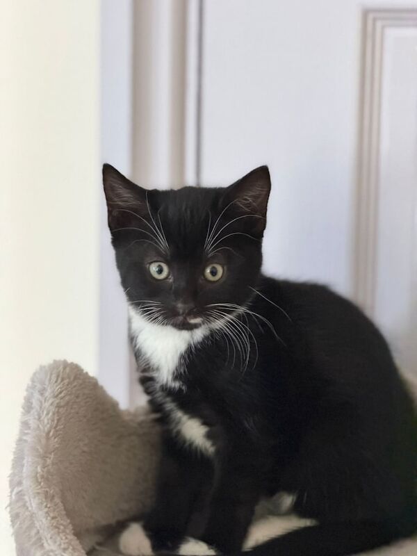 Bengal kittens for sale in Mirfield, West Yorkshire – 11 weeks old