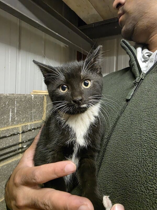 Bengal kittens for sale in Mirfield, West Yorkshire – 11 weeks old - Image 2 of 4