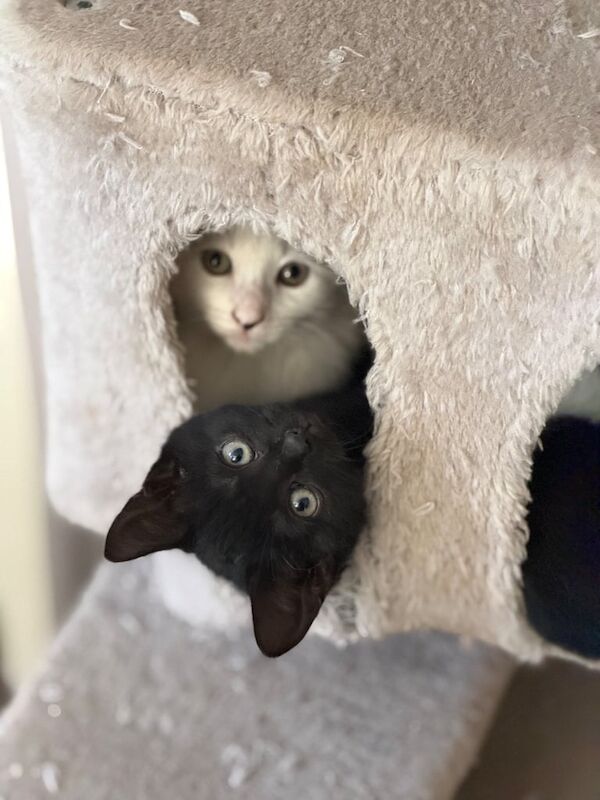 Bengal kittens for sale in Mirfield, West Yorkshire – 11 weeks old - Image 3 of 4