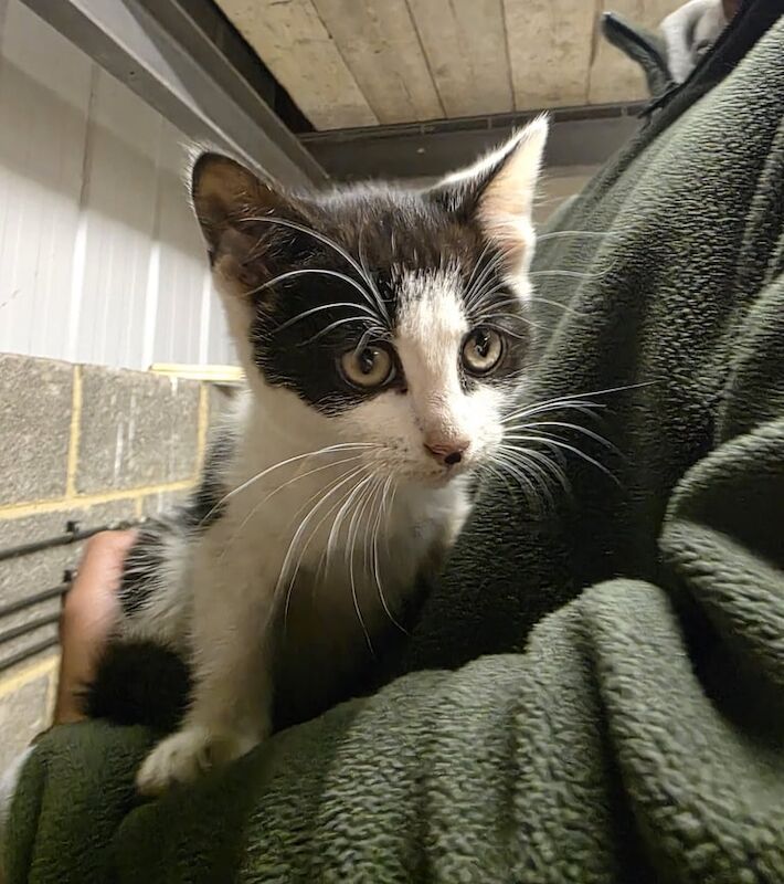 Bengal kittens for sale in Mirfield, West Yorkshire – 11 weeks old - Image 4 of 4