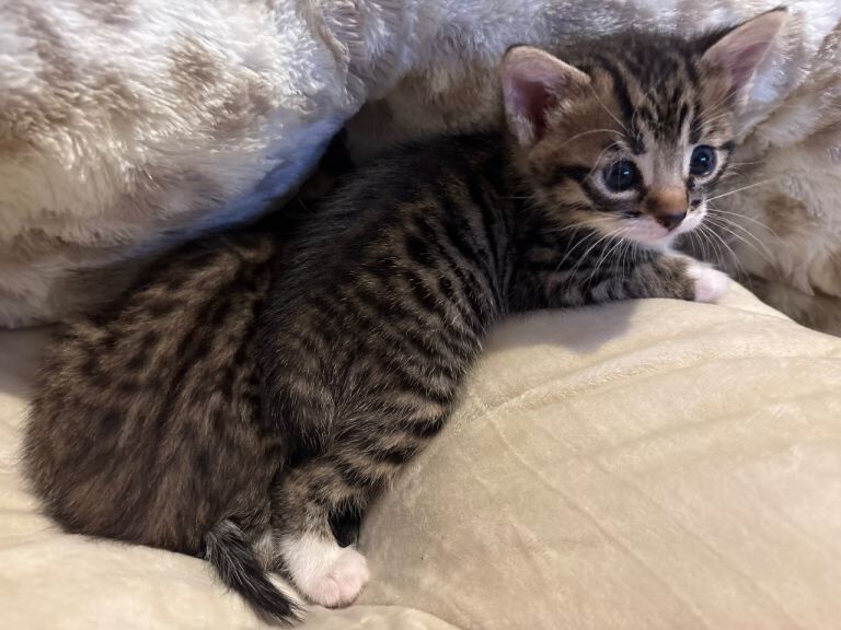 Bengal Kittens For Sale