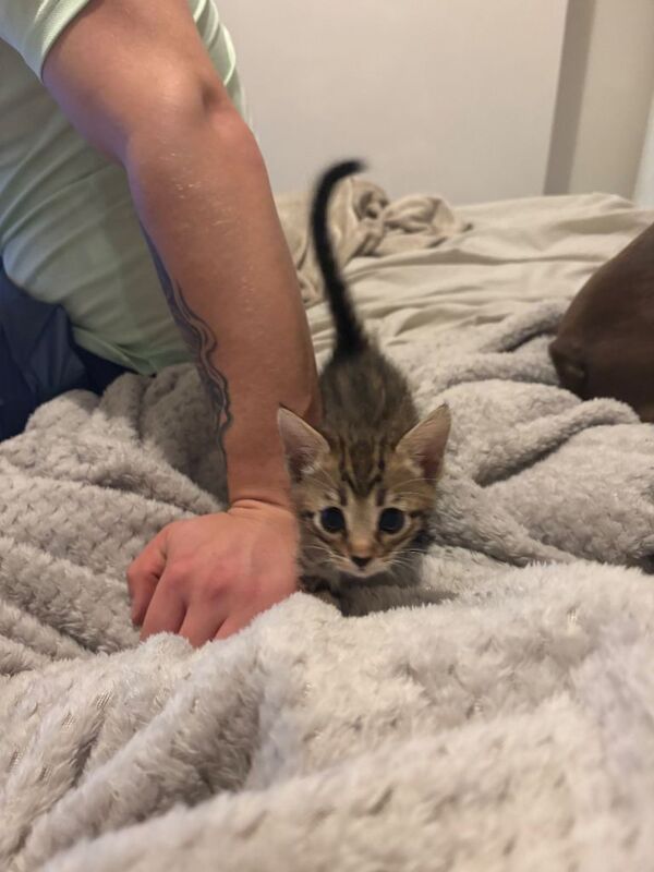 Bengal mix kittens - Image 2 of 4