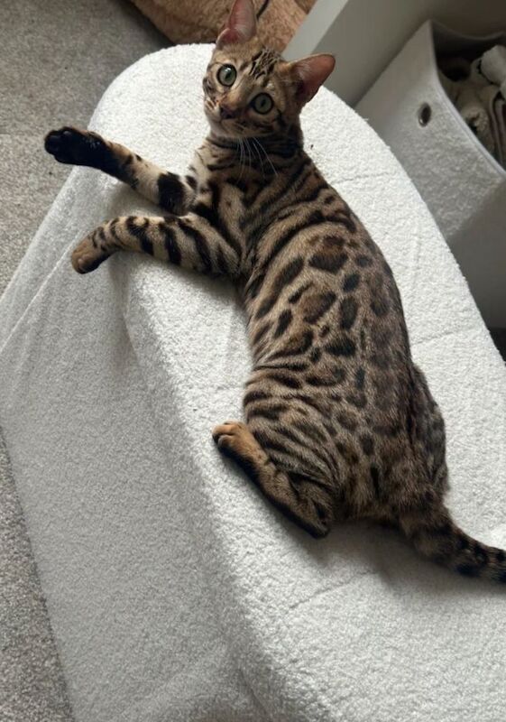 Bengal mix kittens - Image 3 of 4